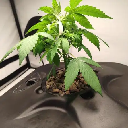DWC - RWS Tropicana Cookies Purple Auto