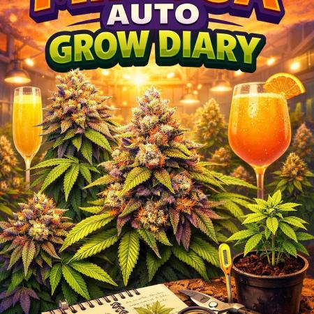 RQS Mimosa Auto - Deep Water Culture