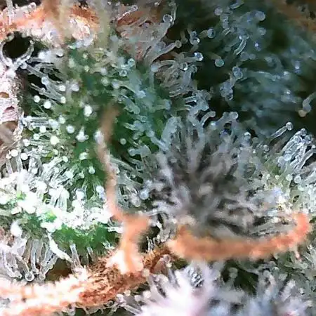 DWC - RWS Tropicana Cookies Purple Auto