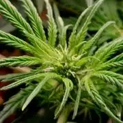 NYC Sour D Autoflower