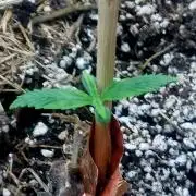 NYC Sour D Autoflower