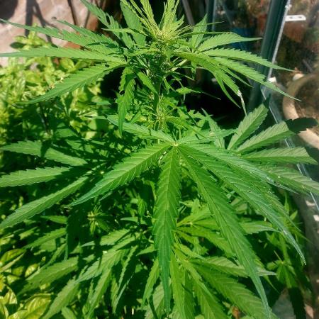 Pineapple Express Auto F1