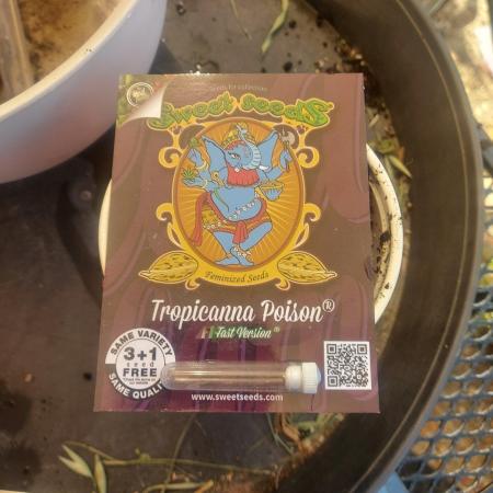 Tropicanna Poison fast