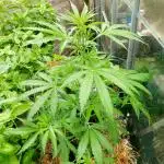 Pineapple Express Auto F1