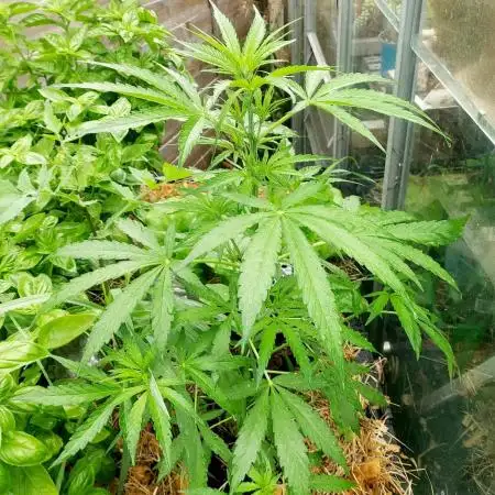 Pineapple Express Auto F1