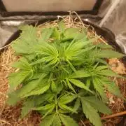 NYC Sour D Autoflower