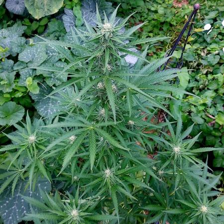 Blackberry Moonrocks Auto