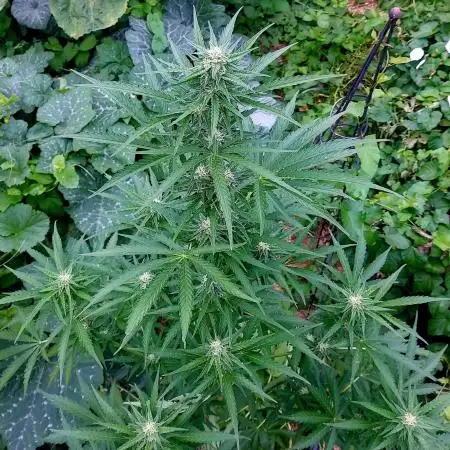 Blackberry Moonrocks Auto