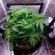 NYC Sour D Autoflower