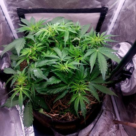 NYC Sour D Autoflower