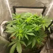 NYC Sour D Autoflower