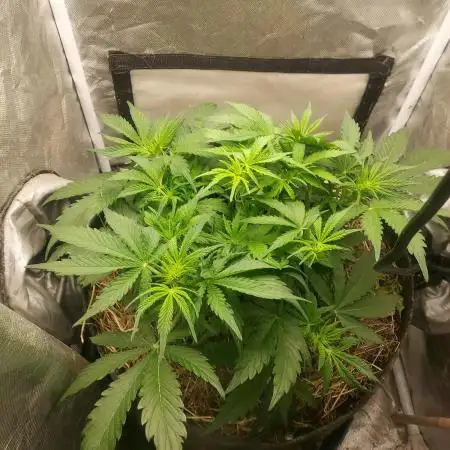 NYC Sour D Autoflower