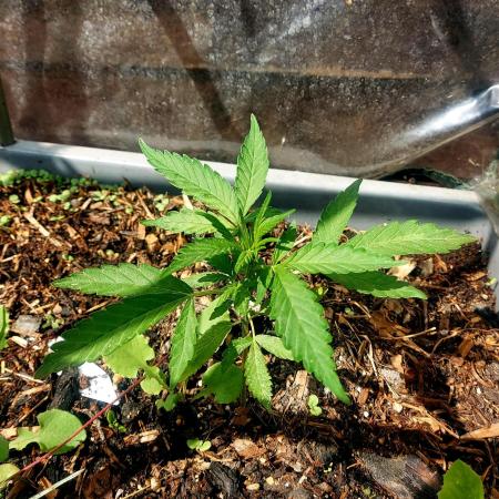 Apple Betty Auto.