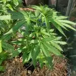 Pineapple Express Auto F1