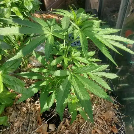 Pineapple Express Auto F1