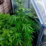 Pineapple Express Auto F1