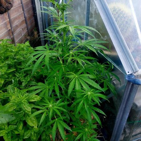 Pineapple Express Auto F1