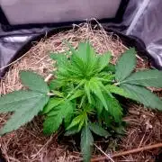 NYC Sour D Autoflower