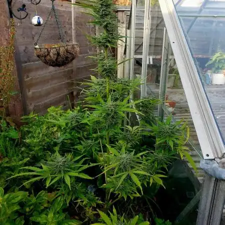 Pineapple Express Auto F1