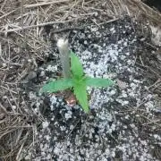 NYC Sour D Autoflower