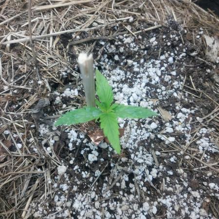 NYC Sour D Autoflower