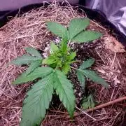 NYC Sour D Autoflower