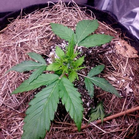 NYC Sour D Autoflower