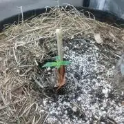 NYC Sour D Autoflower