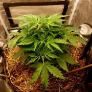 NYC Sour D Autoflower