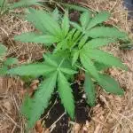 Pineapple Express Auto F1