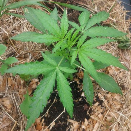 Pineapple Express Auto F1