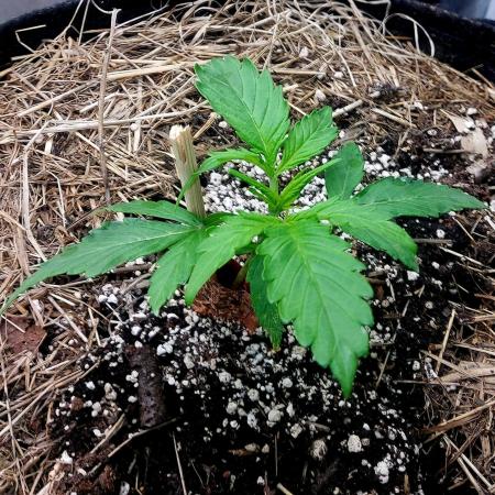 NYC Sour D Autoflower