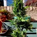 Grand Mommy Purple