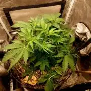 NYC Sour D Autoflower