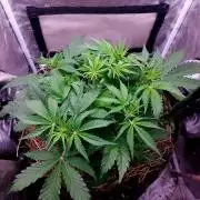 NYC Sour D Autoflower