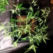 TESTER A003