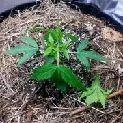 NYC Sour D Autoflower