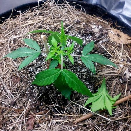 NYC Sour D Autoflower