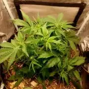 NYC Sour D Autoflower