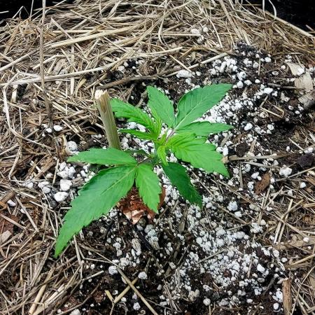 NYC Sour D Autoflower