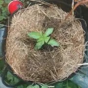 Tropicanna Poison fast. Outdoor grow