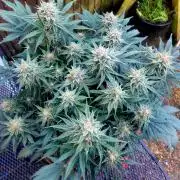 NYC Sour D Autoflower