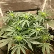 NYC Sour D Autoflower