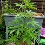Dutch Passion & Super Sativa Seeds USA