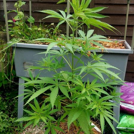 Dutch Passion & Super Sativa Seeds USA