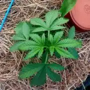 Punchy Purple banana