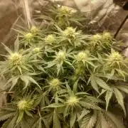 NYC Sour D Autoflower