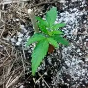 NYC Sour D Autoflower