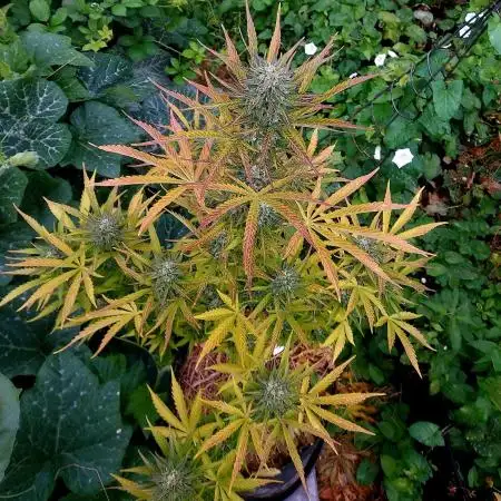 Blackberry Moonrocks Auto