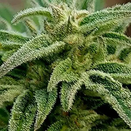 Pineapple Express Auto F1
